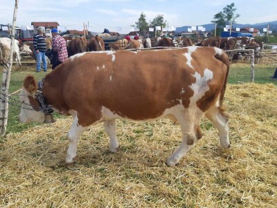 11. izložba stočarstva i ruralno stvaralaštva "Gračanica - Doboj Istok 2022"