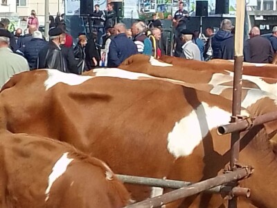 11. izložba stočarstva i ruralno stvaralaštva "Gračanica - Doboj Istok 2022"