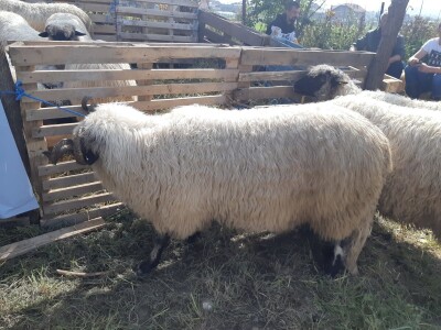 11. izložba stočarstva i ruralno stvaralaštva "Gračanica - Doboj Istok 2022"