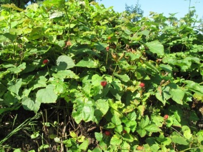 Lažne jagode u žbunju Lažne jagode u žbunju