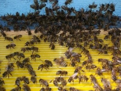 Organsko pčelarstvo Organsko pčelarstvo