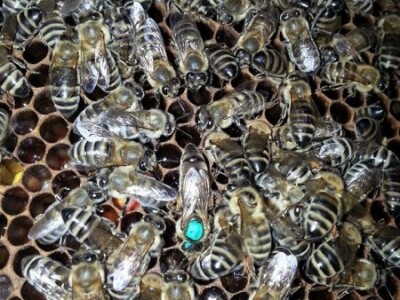 Organsko pčelarstvo Organsko pčelarstvo