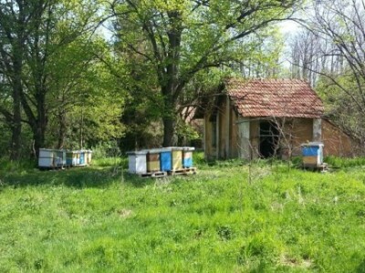 Organsko pčelarstvo Organsko pčelarstvo