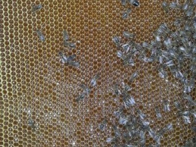 Organsko pčelarstvo Organsko pčelarstvo