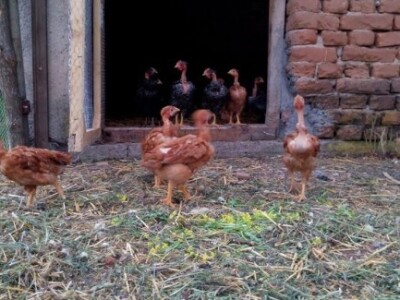 Agrikultura Orlović