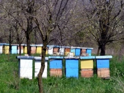 Organsko pčelarstvo