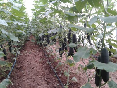 Proizvodnja rasada i povrća porodice Stevanović iz sela Sedlare