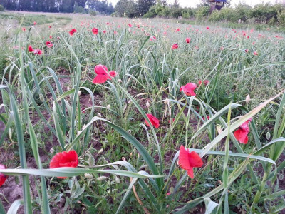Među češnjakom valja plijeviti makove
