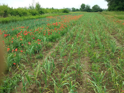 Pljevljenje korova stalan je posao