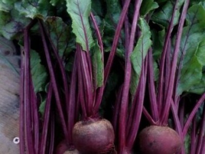 Agrikultura Orlović