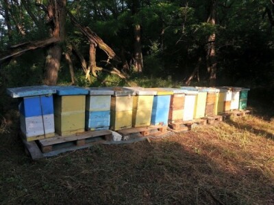 Organsko pčelarstvo Organsko pčelarstvo