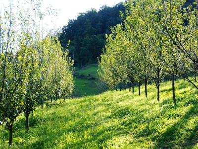 Voćnjak Imanja Rajnovača