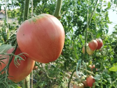 Greške u proizvodnji paradajza