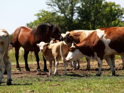 Savez uzgajivača simentalskog goveda Zagrebačke županije i Grada Zagreba