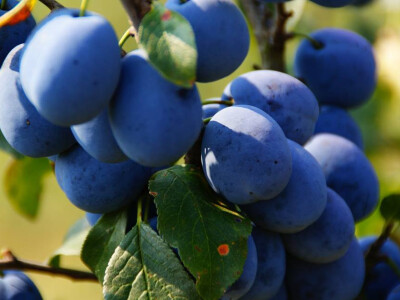 Imanje Rajnovača - rakije i likeri