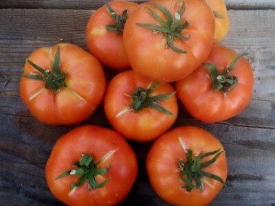 Agrikultura Orlović