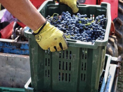 Grožđe beremo ručno i to su nam najljepši dani u godini