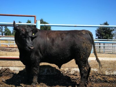 Braća Maturanec i njihov brand Braća Maturanec i njihov brand