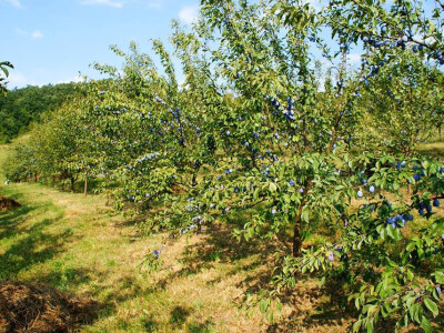 Imanje Rajnovača - rakije i likeri