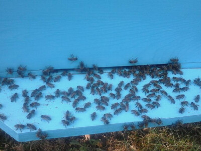 pcelarstvo-didik-pcele