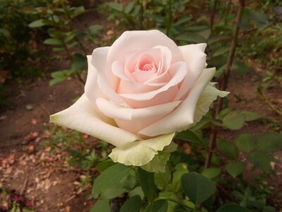 Ruže porodice Lazarević iz sela Maskare kod Varvarina