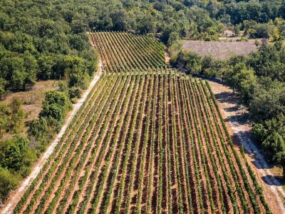Grožđe beremo ručno i to su nam najljepši dani u godini