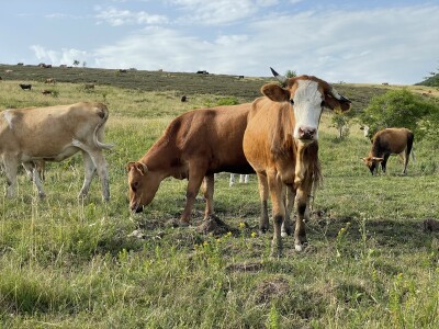 Tešija … ne objaviti još