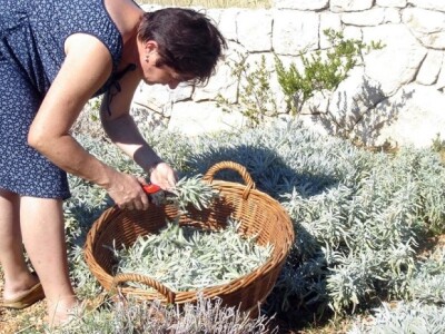 Ukrasno bilje je dio otoka Raba