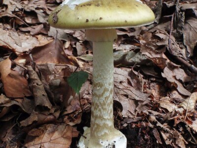 Jestive pečurke i njihove opasne dvojnice