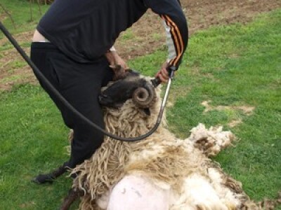 Bowenova tehnika šišanja ovaca