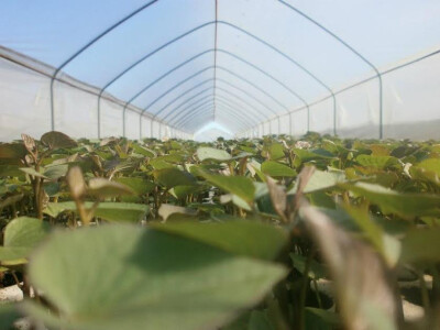 Agrobatat Suhopolje Agrobatat Suhopolje