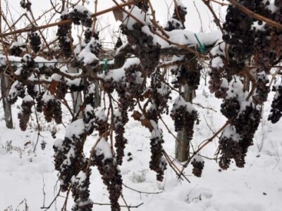 Ledena berba i kod vrhunskog enologa Ivice Peraka