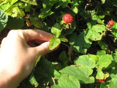 Lažna jagoda (Duchesnea indica) Lažna jagoda (Duchesnea indica)