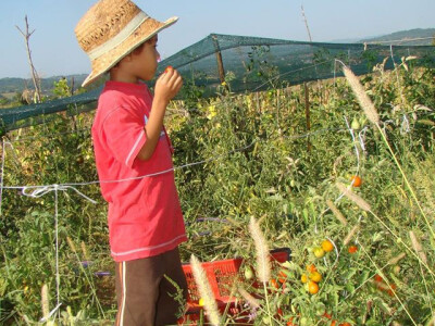 Sve se gaji na ekološki način i može da se jede čim se ubere.