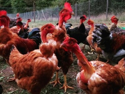 Agrikultura Orlović