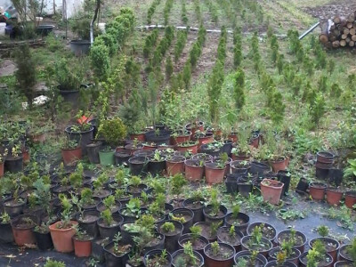 Hortikultura Hortikultura