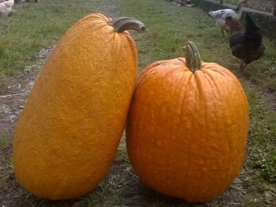 Gazdinstvo Milošević