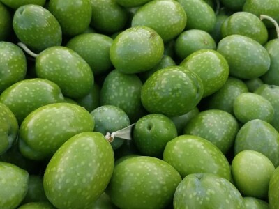 POTEKLO PRVO TEKUĆE ZLATO: Litra novog ulja od zelenih maslina od 150 do 500 eura! POTEKLO PRVO TEKUĆE ZLATO: Litra novog ulja od zelenih maslina od 150 do 500 eura!