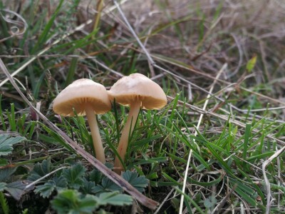 Gljive na našim livadama