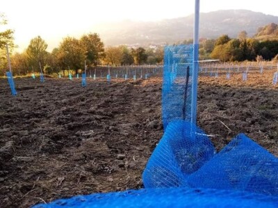 Lješnjak i orašasti plodovi su kulture nove generacije