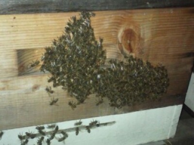 Pčelinja društva porodice Dragojlović