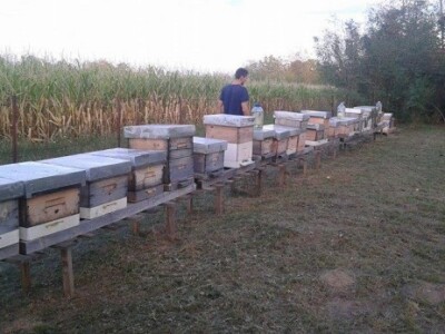 Pčelinja društva porodice Dragojlović