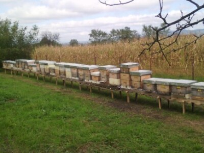 Pčelinja društva porodice Dragojlović