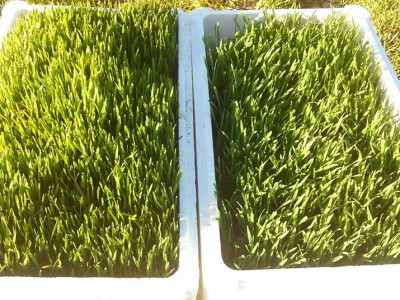 Pšenična trava Pšenična trava