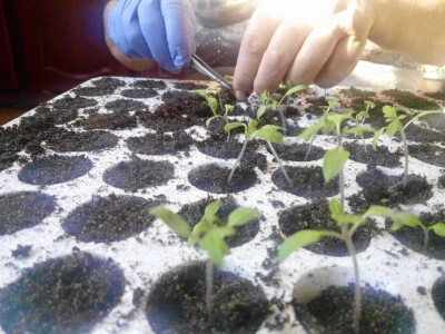 Uzgajaju svoj rasad.