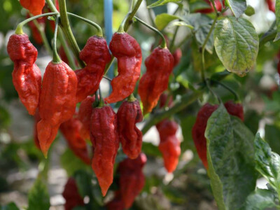 Bhut Jolokia papričice su podrijetlom iz Indije i dolaze u gotovo svim bojama: bijele, žute, crvene i smeđe. Bhut Jolokia papričice su podrijetlom iz Indije i dolaze u gotovo svim bojama: bijele, žute, crvene i smeđe.