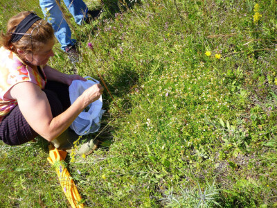 Ljekovito bilje - šansa za mlade ljude