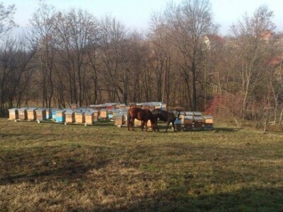 Srđanovi konji Srđanovi konji