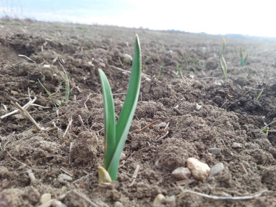 Domaći ozimi češnjak