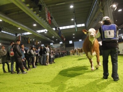 Prezentacija domaćih životinja